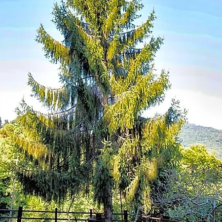 La Capanna Rossa Bed & Breakfast *